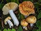 Russula maculata