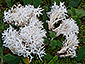 Clavulina coralloides