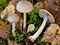 Cortinarius tabularis