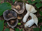 Russula parazurea