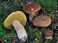 Boletus edulis