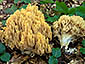 Ramaria flavescens