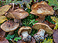 Cortinarius splendificus