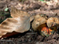 Boletus pulverulentus