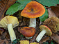 Russula aurea