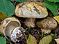 Cortinarius sulfurinus