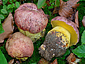 Boletus regius