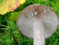 Lactarius pilatii