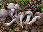 Inocybe geophylla var lilacina