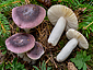 Russula amethystina