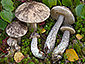 Leccinum variicolor