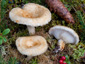 Lactarius auriolla