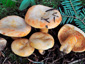 Lactarius salmonicolor