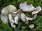 Lactarius albocarneus