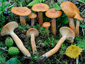 Lactarius duplicatus