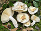 Russula amoenicolor