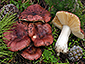Russula cessans