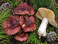 Russula cessans