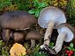 Hygrophorus camarophyllus