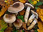 Hygrophorus persoonii