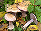 Cortinarius suaveolens