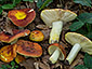 Russula aurea