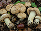 Tricholoma acerbum