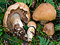 Cortinarius vespertinus