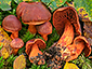 Cortinarius cinnabarinus