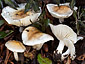 Hygrophorus leucophaeo-ilicis