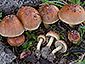 Pholiota highlandensis