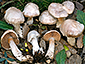 Cortinarius araneosovolvatus