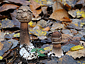 Macrolepiota fuliginosa