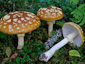 Amanita regalis