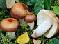 Russula rivulicola