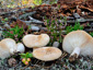 Lactarius musteus