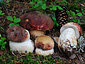 Boletus pinophilus