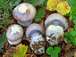 Cortinarius moenne-loccozii