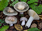 Russula pseudoaeruginea