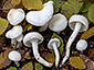 Hygrophorus eburneus