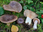 Lactarius subcircellatus