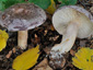 Lactarius trivialis