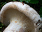 Lactifluus vellereus