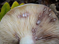 Lactarius luridus