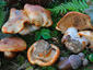 Cortinarius rubicundulus