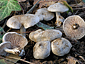 Entoloma saundersii