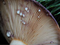 Lactarius luridus