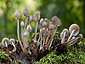 Mycena inclinata