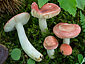 Russula minutula