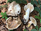 Lactarius acris